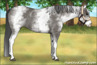 Horse Color:White Spotted Grullo 