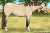 Horse Color:Bay Dun Appaloosa 