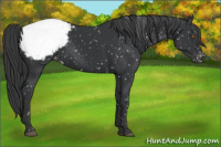 Horse Color:Black Appaloosa 
