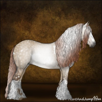 Horse Color:Gray White Spotted Liver Red Dun