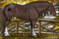 Horse Color:White Spotted Liver Chestnut