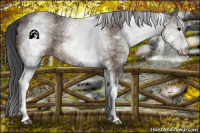 Horse Color:White Spotted Bay Ice Appaloosa 