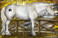 Horse Color:White Spotted Gold Cream Champagne Ice