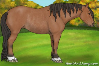 Horse Color:Bay Roan Rabicano