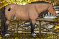 Horse Color:Bay Roan Appaloosa Rabicano 