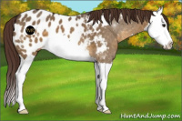 Horse Color:Buckskin Dun Splash Appaloosa 