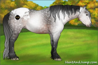 Horse Color:Gray Buckskin Blanket 