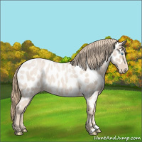 Horse Color:Perlino Roan Appaloosa