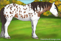 Horse Color:Buckskin Splash Near Leopard 