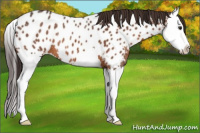 Horse Color:Buckskin Splash Near Leopard 