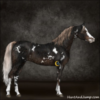 Horse Color:White Spotted Liver Chestnut Ice Splash 