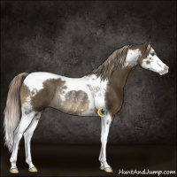 Horse Color:Chocolate Palomino Splash Tobiano Rabicano