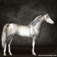 Horse Color:Gray Chocolate Palomino Ice Onyx Mushroom Sabino Tobiano Rabicano 