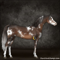 Horse Color:White Spotted Liver Chestnut Splash 