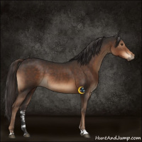 Horse Color:Liver Chestnut Rabicano 
