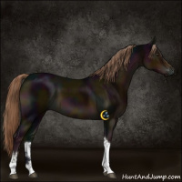 Horse Color:Midnight Liver Chestnut Tobiano Rabicano