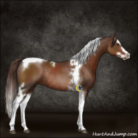 Horse Color:Liver Chestnut Splash Tobiano Rabicano 