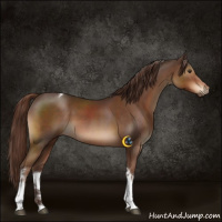Horse Color:Liver Chestnut Tobiano
