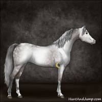Horse Color:Gray Liver Chestnut Sabino Tobiano
