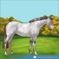 Horse Color:White Spotted Liver Red Roan 