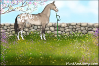 Horse Color:Brown Dun Sabino Appaloosa 