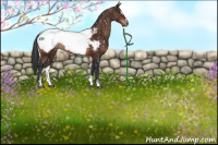 Horse Color:Brown Sabino Appaloosa Rabicano 