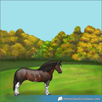 Horse Color:White Spotted Liver Chestnut Sabino Rabicano 