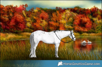 Horse Color:Liver Chestnut Sabino