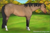 Horse Color:Bay Dun