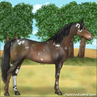 Horse Color:White Spotted Liver Chestnut Sabino 