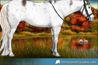 Horse Color:Liver Chestnut Sabino Rabicano