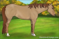 Horse Color:Red Dun 