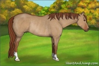 Horse Color:Red Dun Rabicano