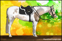 Horse Color:Buckskin Tobiano Appaloosa