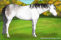 Horse Color:Gray White Spotted Bay 