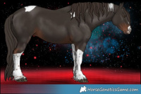 Horse Color:Liver Chestnut Tobiano