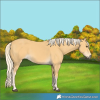 Horse Color:Palomino 