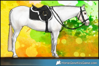 Horse Color:Buckskin Appaloosa