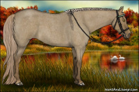 Horse Color:Chocolate Palomino Roan Dun Rabicano