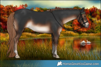 Horse Color:Liver Chestnut Tobiano Rabicano 