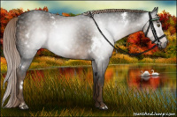 Horse Color:Gray White Spotted Chocolate Palomino