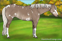 Horse Color:White Spotted Liver Red Dun Mushroom 