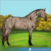 Horse Color:Void White Spotted Liver Red Dun Tobiano 