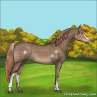 Horse Color:White Spotted Liver Red Dun Sabino Rabicano 