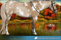 Horse Color:White Spotted Chocolate Palomino Roan Dun Rabicano