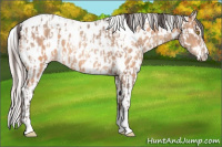 Horse Color:Amber Champagne Sabino Tobiano Near Leopard  and Silver Amber Champagne Sabino Tobiano Near Leopard 