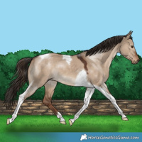 Horse Color:Liver Red Dun Tobiano 