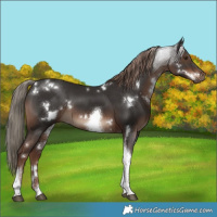 Horse Color:White Spotted Liver Chestnut Tobiano 