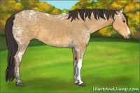 Horse Color:Buckskin Ice 