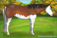 Horse Color:Bay Splash 